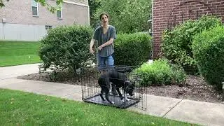 Crate Training: In on Cue and Wait for Release