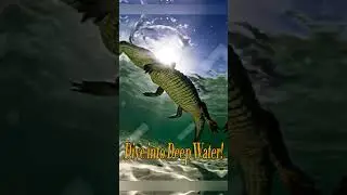 Alligator Attack 🐊 | The Ultimate Predator in Action!