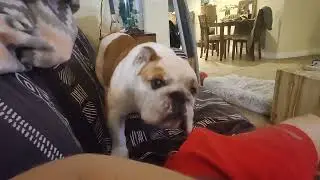 Christmas Zoomies