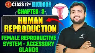 Female Reproductive System- Accessory Glands | Class 12 Biology Chapter 3 | Human Reproduction