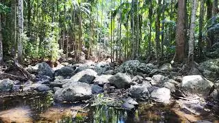 Curtis Falls Walking Track,  Joalah Section - Tamborine National Park 