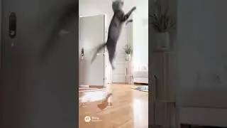 Feral pig ATTACKS! But a Brave Cat Fights Back Fearlessly! #ai #shorts