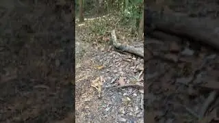Power Walking Memorial Park MTB &ldquo;Widow Maker&rdquo; off Green Trail 