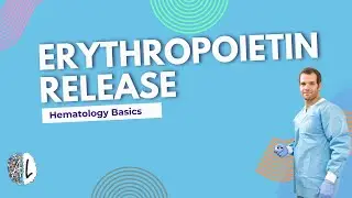 What Is Erythropoietin (EPO)? How Your Body Controls Red Blood Cells | Physiology Explained