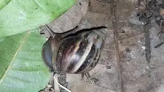 Con ốc sên Châu Phi và ốc sên hình xoắn ốc kiếm ăn đêm mùa đông ở vườn nhiệt đới. #snail #animals