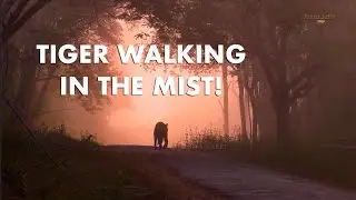 Tiger in the Morning Mist. Have You Seen One ?