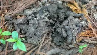 Larvae & Adults of Oiceoptoma Carrion Beetle Gathering on Dung of Japanese Raccoon Dog in Timelapse