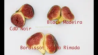 Black madeira, Bordissot Negra Rimada and CdD Noir.