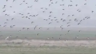 Dunlins over Crossens Pool