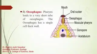 Digestive Sustem of Fasiola hepatica by Dr. Rashmi Joshi Sawalkar