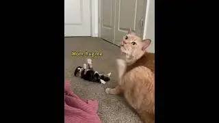 Cat&rsquo;s first time being a mum #cat #funnyvideo #fyp #funnycat #cats