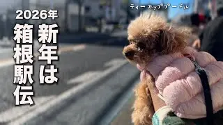 小さなトイプードルと箱根駅伝とお餅