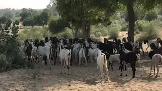 My goats farm in Tharparker Sindh #Goats #nubiangoats #goat #animals #whitegoat 