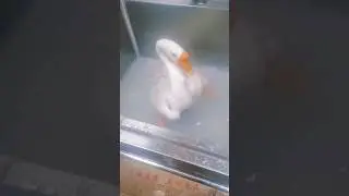 Funny geese core #funny #funnyshorts #usashorts #geese #animals #funnyvideo #funnymoments