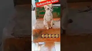 #video #comedy😂😅😂 #umeshkumar