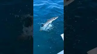 Barakuda 😮#balıkavı #barracuda #fishingdaily #fishingvideos