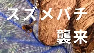 21 脅威、スズメバチ襲来 / Hornet Attack 【2階の軒先にスズメバチの巣ができたので業者に駆除してもらった】