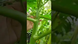 papaya male flowers #Papaya #malepapaya #papayaflowers