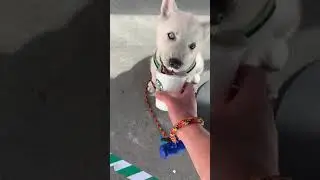 10 week old shepsky puppy&rsquo;s first puppuccino