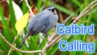Catbird Mewing Call #birdsounds