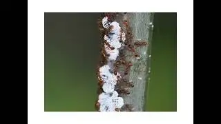 Wooly Aphids