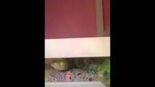 Fallin'Frog