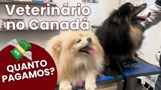 Nosso cachorro precisou de ATENDIMENTO M&Eacute;DICO no CANAD&Aacute;&hellip; QUANTO GASTAMOS?