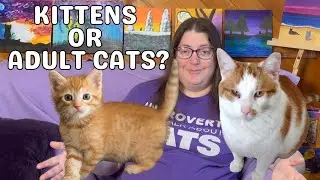 Should You Adopt Kittens or an Adult Cat?