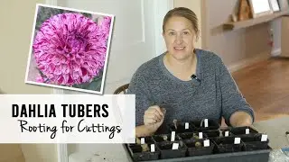 Rooting Dahlias Tubers To Take Cuttings - Growing Cut Flowers, Sunshine and Flora Flower Farm