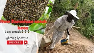 Backhoe remove big tree after hurricane beryl/Bees bite me up😂😂/must watch!!!