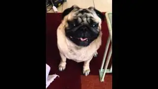Floyd de luxembourg, the best pug, begging for food