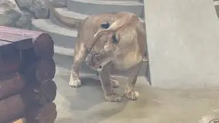 PREGNANT Young LIONESS resting after breakfast
