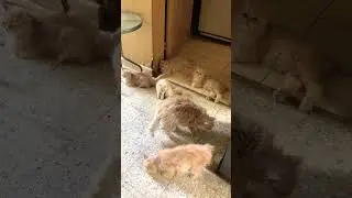 Growing🐈❤️ #catlover #petlover #petbreeder