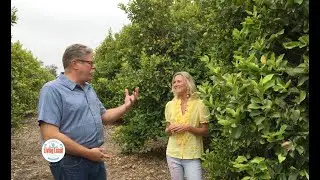 Limoneira Lemon Harvest Sustainable Agribusiness on 
