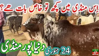 Duniya Pur Cow Mandi || Sahiwal Cholistani Cow Mandi || Cow Mandi 2024 || Chand TV Punjab Farming🔥