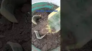 #snake #plant #root #care #indoor #sensevieria #youtubshorts #viral