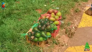 From Unemployment to Enterprise: Lobamba&rsquo;s Young Fruit Vendors Hit the Spot! @JTM Media