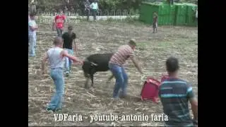 Vacadas de Capinhas sentados nas cadeiras, Ilha S&atilde;o Jorge