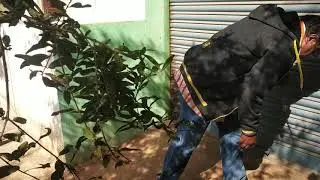 (484) COCONUT+ CHAIN+STICK -WATER DIVINER J SELVARAJ 9342278897+ROBOT DRILLING WORKS in Bangalore