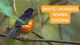 WHITE CROWNED SHAMA SINGING . call song