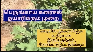பெருங்காய கரைசல் தயாரிக்கும் முறை | Hing to Prevent Fruit and Shoot Borer| Perungayam #hing #brinjal