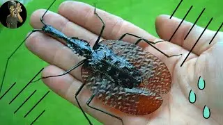 Kumbang Unik Yang Menyerupai Biola.  (mormolyce phyllodes)