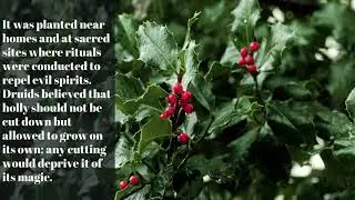 Magical Properties of Holly Plant