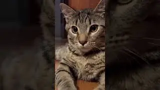 Snow Day Chaos Through Cat Eyes ❄️🐱 | Funny Cats React to Winter Storm - Cats First Snow Day