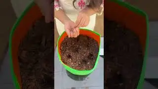How to Grow Beetroot at Home | 100% Organic & Easy Gui