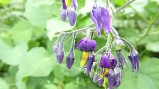 Bitter Nightshade - Solanum dulcamara - Eiturfl&aelig;kjur - N&aacute;ttskuggabl&oacute;m - Illgresi