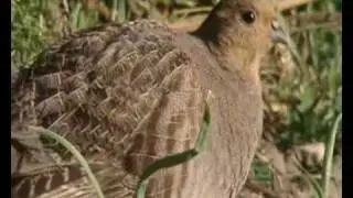 Game & Wildlife Conservation Trust on The One Show: Brown Hare feature