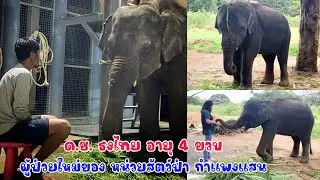 น้องธงไทย อายุ 4 ขวบมีอาการซึม กินอาหารลดลง เจ้าของกลัวป่วยเป็นไวรัส จึงรีบพาน้องจากพัทยามากำแพงแสน