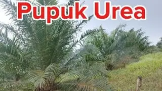 Pemupukan urea