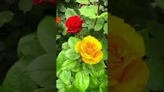 ❤️ Classic Roses | Timeless Beauty 🌹
